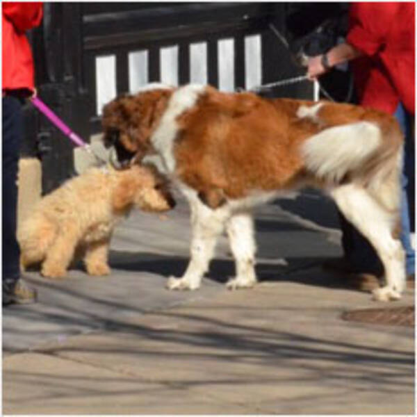 散歩中の犬のおしっこの処理 12年2月26日 エキサイトニュース