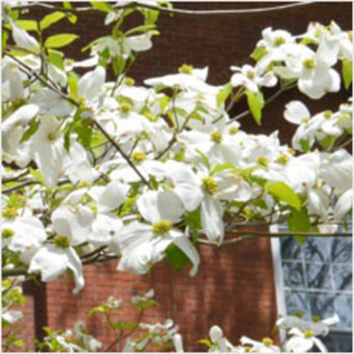 庭に植えても良い木 悪い木の違いを知りたい 14年12月6日 エキサイトニュース