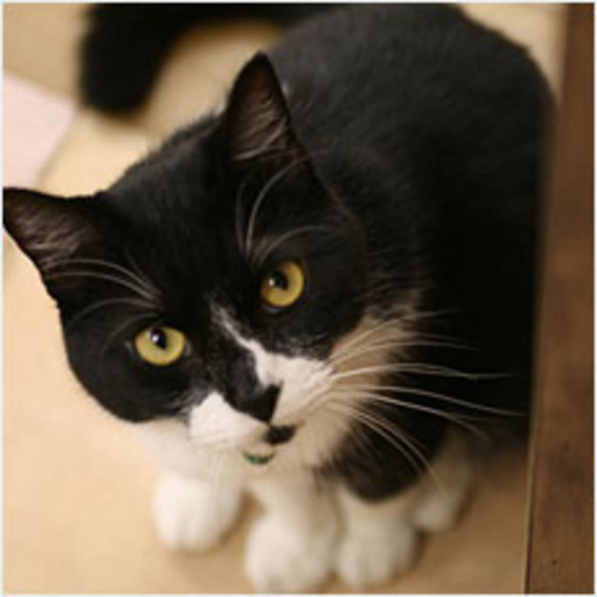 靴下猫は幸運を呼ぶ 猫にまつわる迷信 11年4月15日 エキサイトニュース