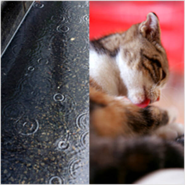 ネコが顔を洗うと雨が降る お天気ジンクス 11年6月3日 エキサイトニュース