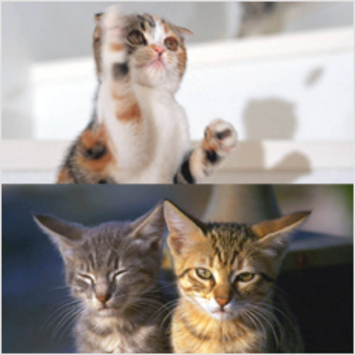 野良猫と飼い猫はどっちが幸せ 11年5月26日 エキサイトニュース
