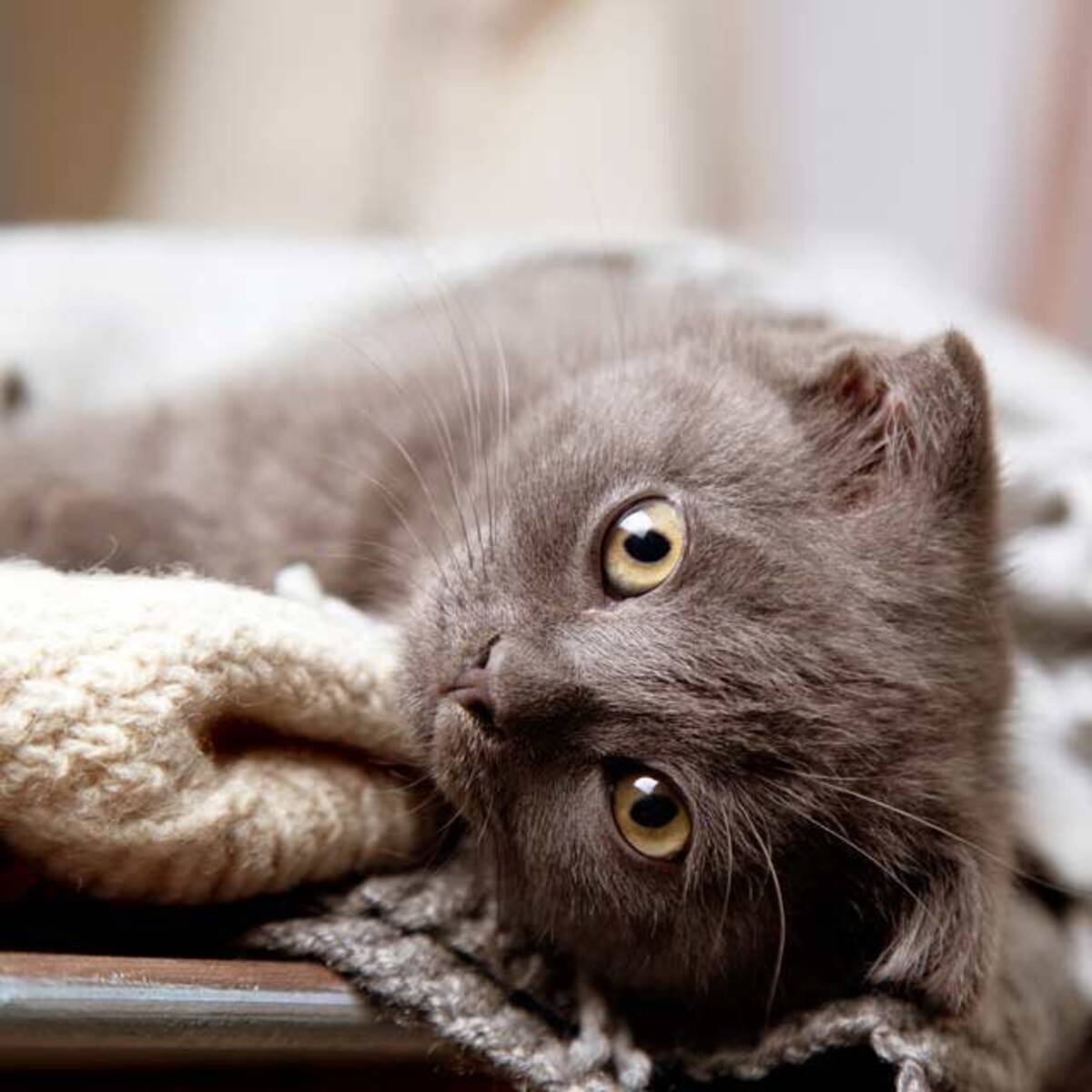 猫は予想以上に寒がり 留守番する猫が安全に暖かく過ごす方法をキャットシッターに聞いた 年2月22日 エキサイトニュース