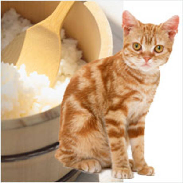 猫も杓子も はどうして猫なの 11年1月13日 エキサイトニュース