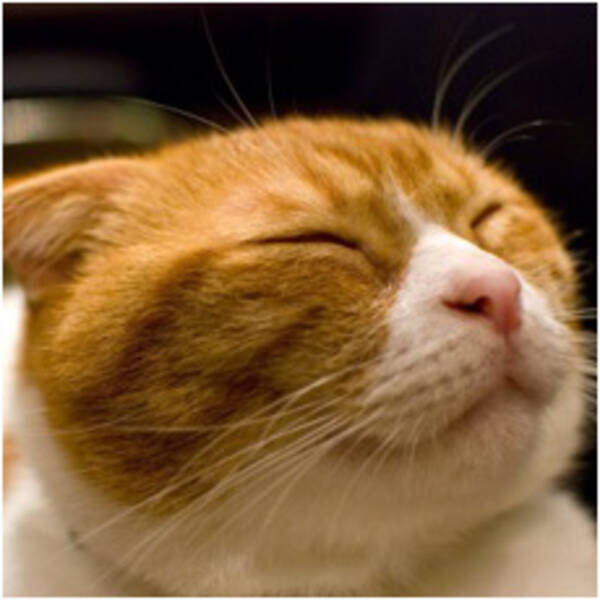 どら猫 化け猫 泥棒猫 かわいい猫が悪く言われるのはナゼ 12年12月10日 エキサイトニュース