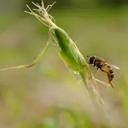 足に何か刺さった場合の応急処置と病院を受診するなら何科がいい 17年8月14日 エキサイトニュース