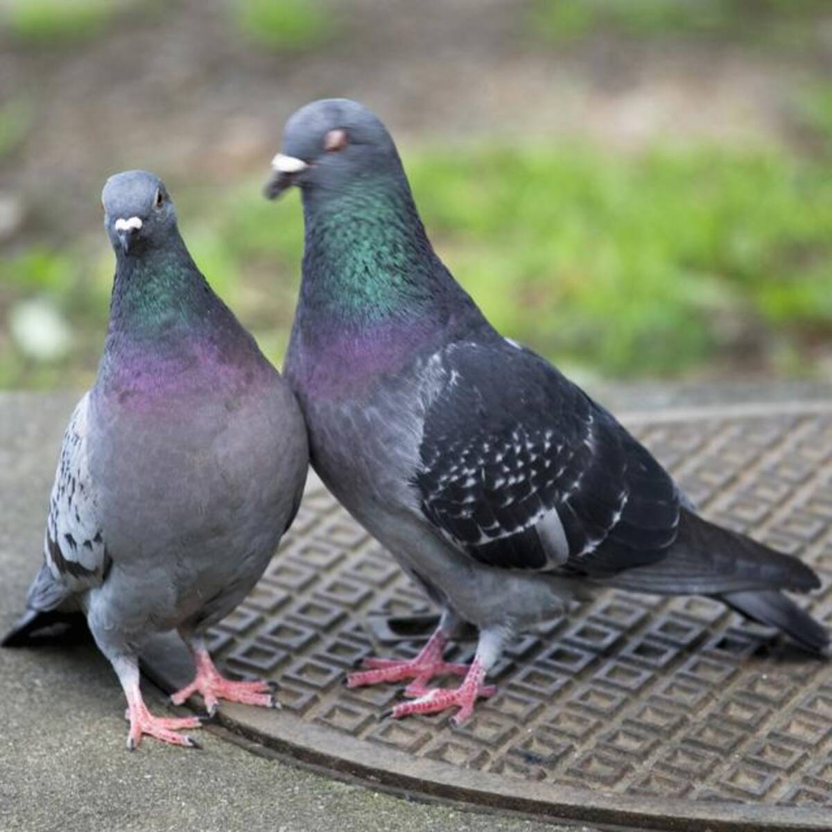 地面をついばんでいる鳩は何を食べているのか 衝撃の事実が判明 16年4月18日 エキサイトニュース