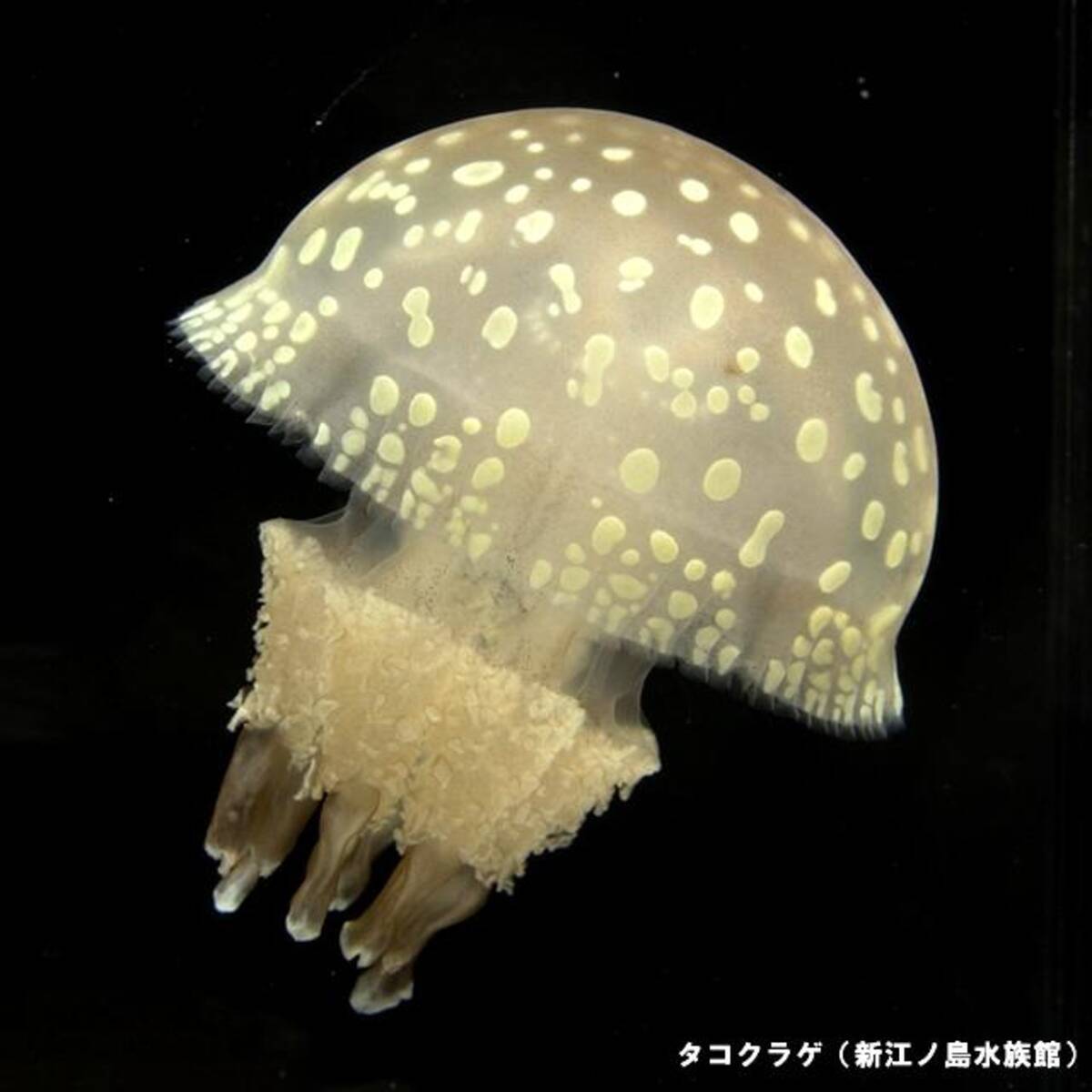 神秘のベールに包まれた クラゲ の魅力を飼育員が解説 15年8月12日 エキサイトニュース