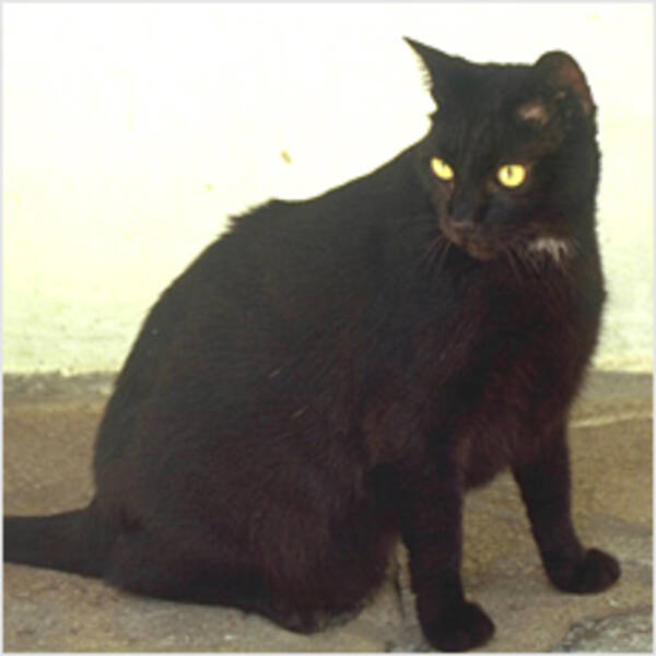 黒猫は不吉どころか幸運を呼ぶ 09年11月12日 エキサイトニュース