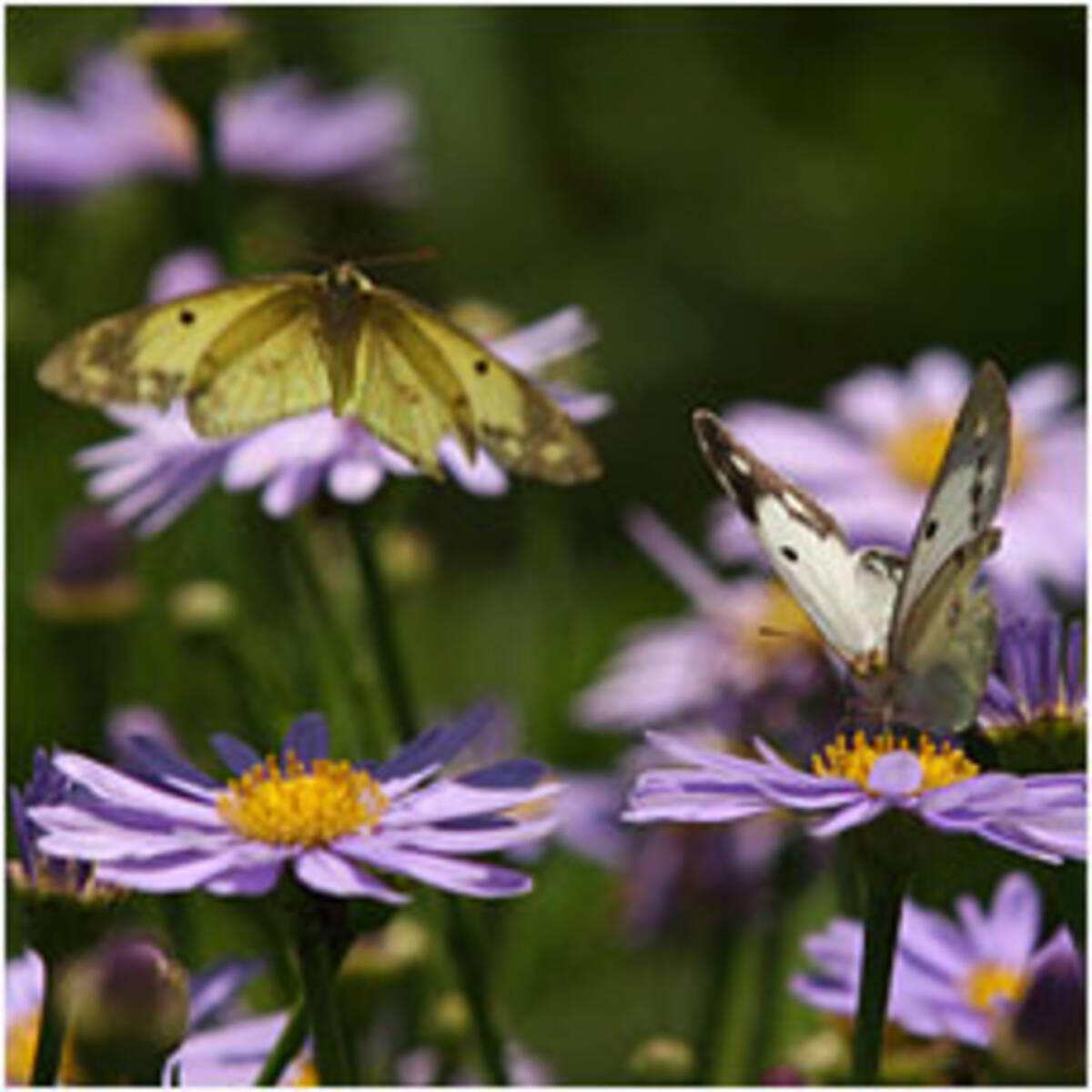 蝶の羽ばたきが嵐を起こす バタフライ効果 とは 15年1月18日 エキサイトニュース