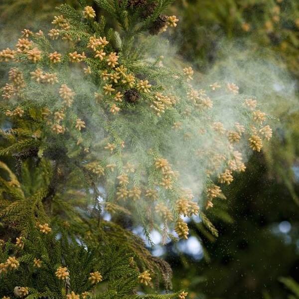 西日本では前年の2倍にも 17年花粉飛散予測 17年2月2日 エキサイトニュース