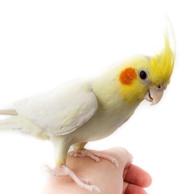 チョコボのテーマ歌うインコ ノリノリじゃんｗｗ かわいいｗｗ 16年3月7日 エキサイトニュース