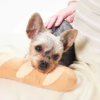 犬のひげは切ってもよいのか 飼い主として判断すべきことを家庭犬訓練士に聞いた 19年8月31日 エキサイトニュース