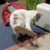 なぜ日本では尻尾が短い猫が多いのか 獣医師に聞いてみた 15年6月30日 エキサイトニュース