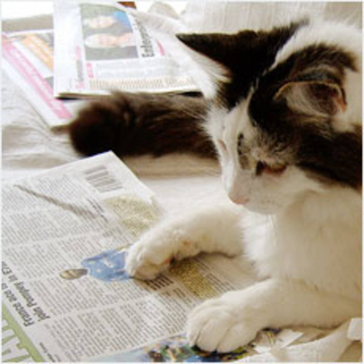 猫はなぜ新聞紙が好きなのか 10年11月11日 エキサイトニュース