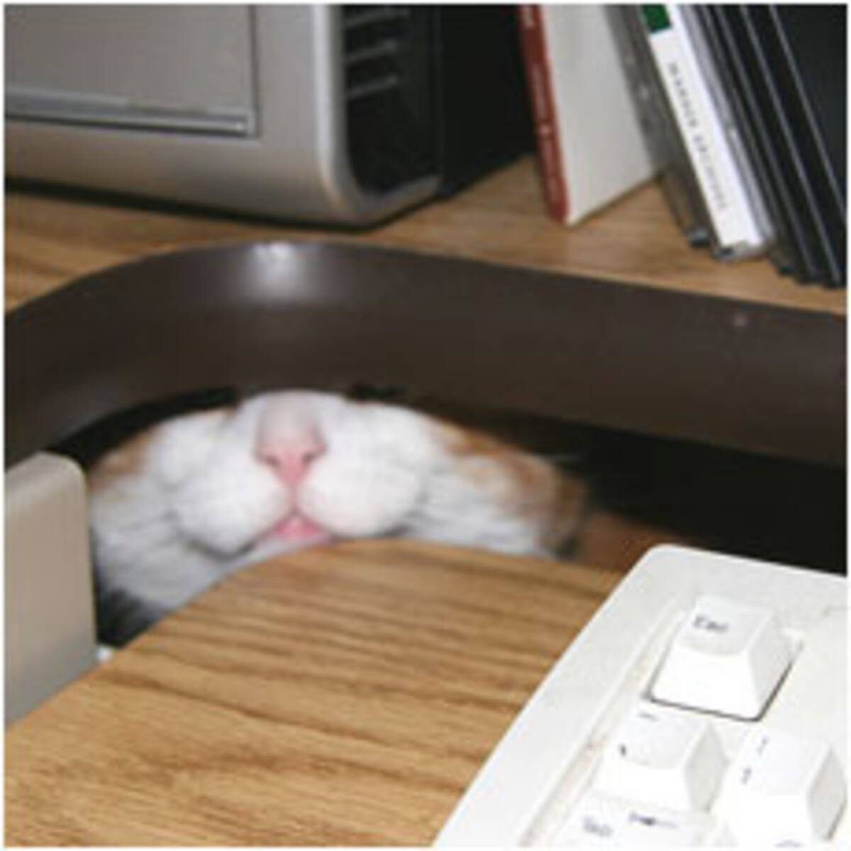 顔から犬猫のようなひげが生えます 12年7月6日 エキサイトニュース