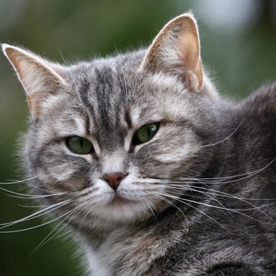 思っていた以上に機能満載の猫のひげ 抜けても大丈夫 19年6月日 エキサイトニュース