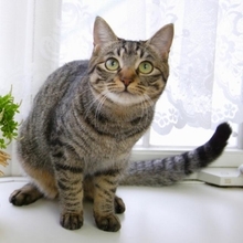 なぜ日本では尻尾が短い猫が多いのか？獣医師に聞いてみた！