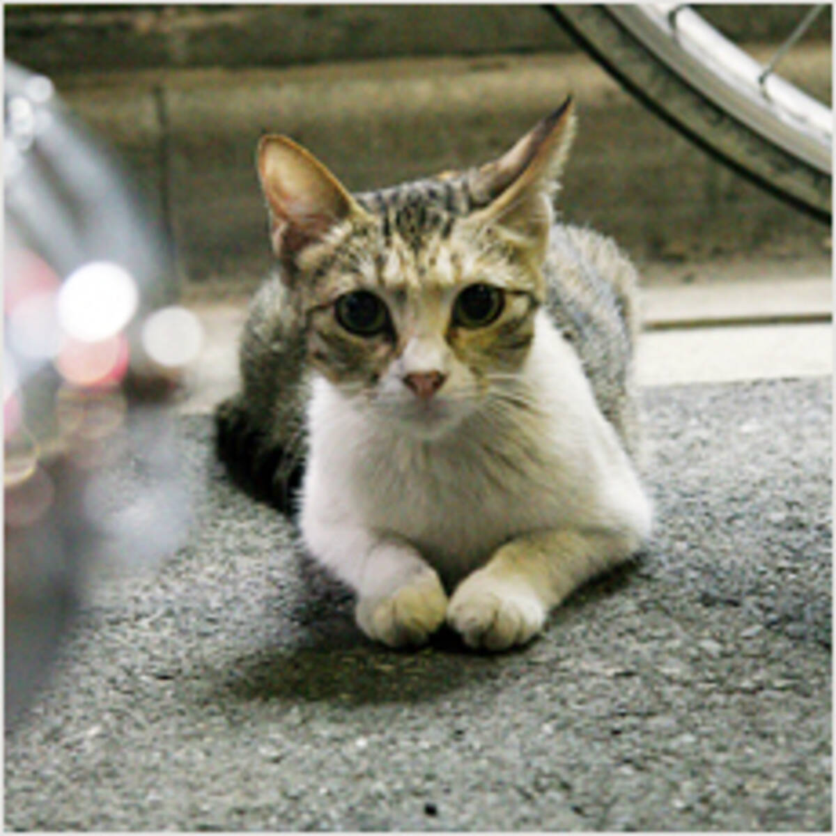 野良猫を見つけたらどうすればいい 11年7月7日 エキサイトニュース