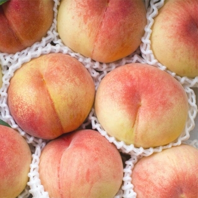 プロが教えるおいしいサクランボの見分け方 15年6月21日 エキサイトニュース