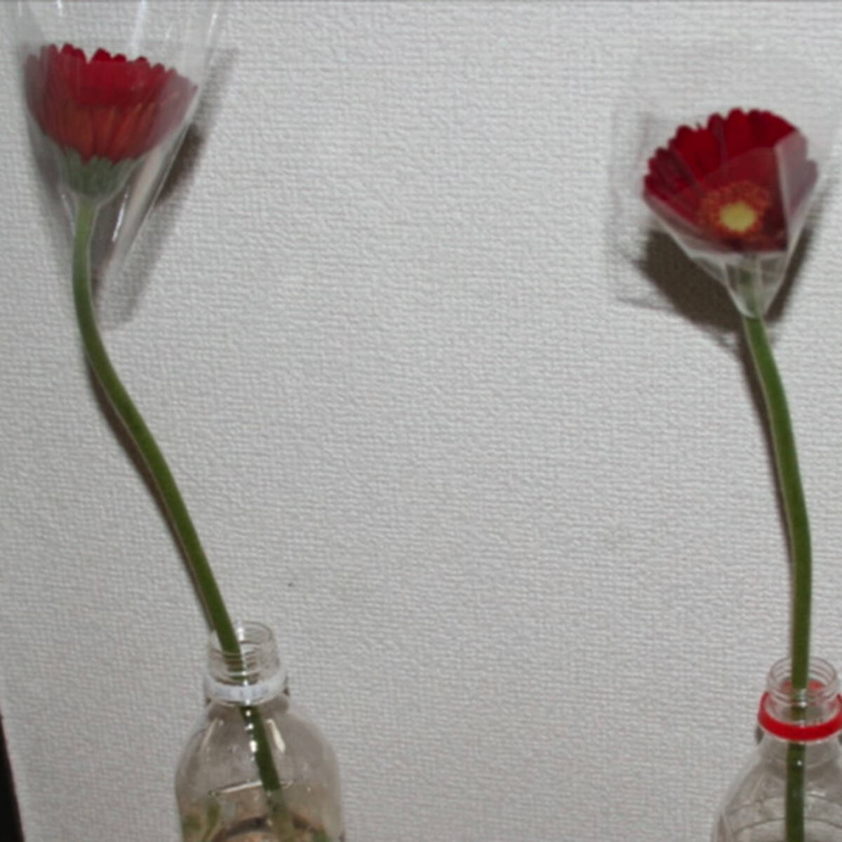 知ってれば使える裏ワザ 切り花を長持ちさせる方法を実験してみた 15年4月10日 エキサイトニュース