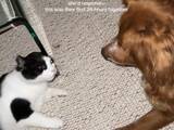 「重傷を負った犬が家にやってきた　猫がとった『行動』に「こんなの見たら泣いちゃうよ」」の画像1