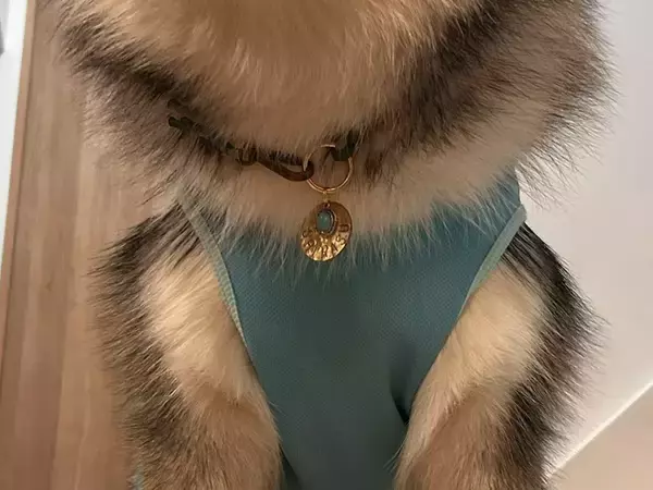 スンッと座る大型犬　足元を見ると…「笑った」「こういう写真大好き」