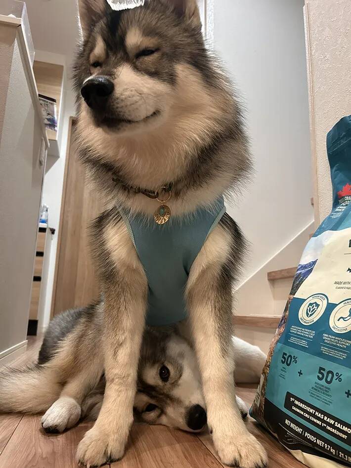 スンッと座る大型犬　足元を見ると…「笑った」「こういう写真大好き」