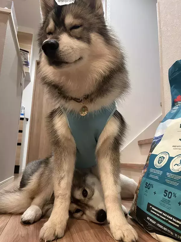 「スンッと座る大型犬　足元を見ると…「笑った」「こういう写真大好き」」の画像