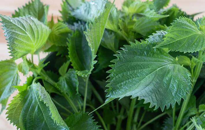 夏に食べたい大葉が「2週間も長持ち」！　プロが教える保存ワザが、こちら