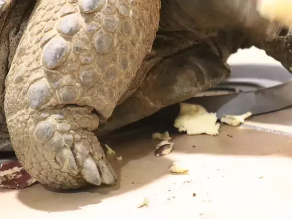 カメにサツマイモを与えると？　反応に「めっちゃ笑った」「気持ちは分かる」