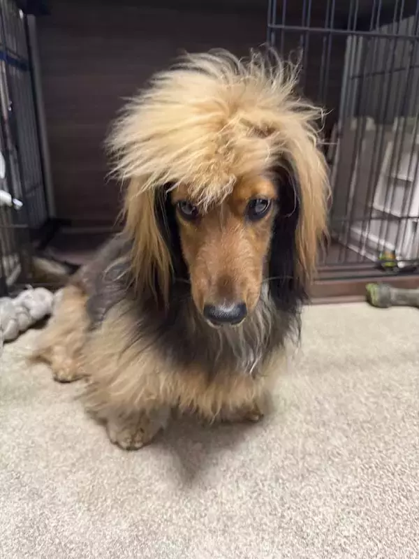 「ものすごい『髪型』の犬に「ホストだ」「寝起きとヘアセット後？」」の画像