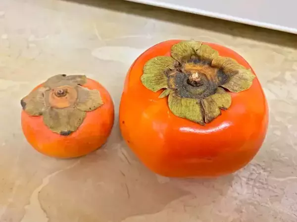 大きさも味も全然違う！　アメリカのスーパーで見つけた、日本の秋の味覚を食べてみると？