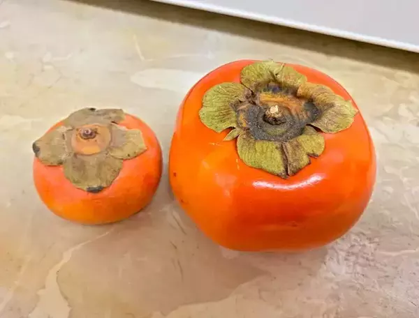 「大きさも味も全然違う！　アメリカのスーパーで見つけた、日本の秋の味覚を食べてみると？」の画像