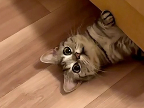 名前を呼んだら　足置きの下から登場した愛猫の『姿』が？