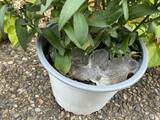 「常温に戻した保冷剤　鉢植えに絞ると？　2日後の変化に「試して驚き！」」の画像1