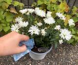 「常温に戻した保冷剤　鉢植えに絞ると？　2日後の変化に「試して驚き！」」の画像3