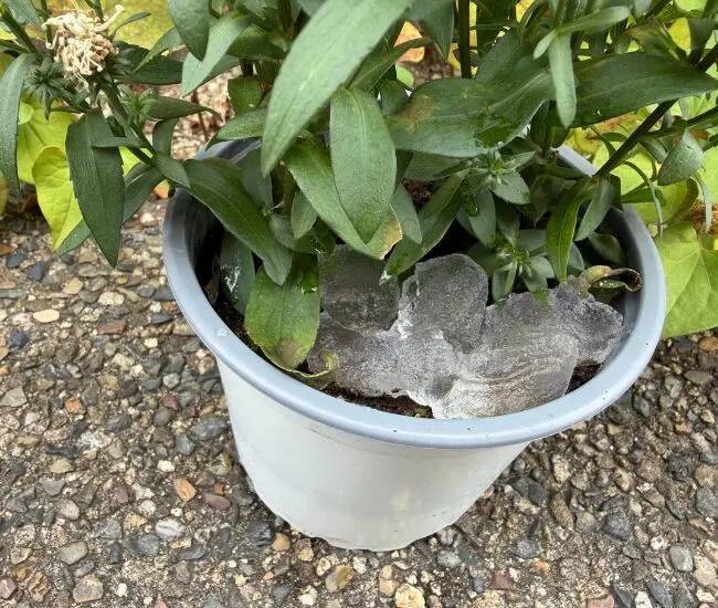 常温に戻した保冷剤　鉢植えに絞ると？　2日後の変化に「試して驚き！」