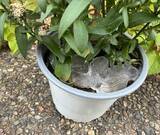 「常温に戻した保冷剤　鉢植えに絞ると？　2日後の変化に「試して驚き！」」の画像4