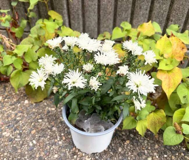 常温に戻した保冷剤　鉢植えに絞ると？　2日後の変化に「試して驚き！」