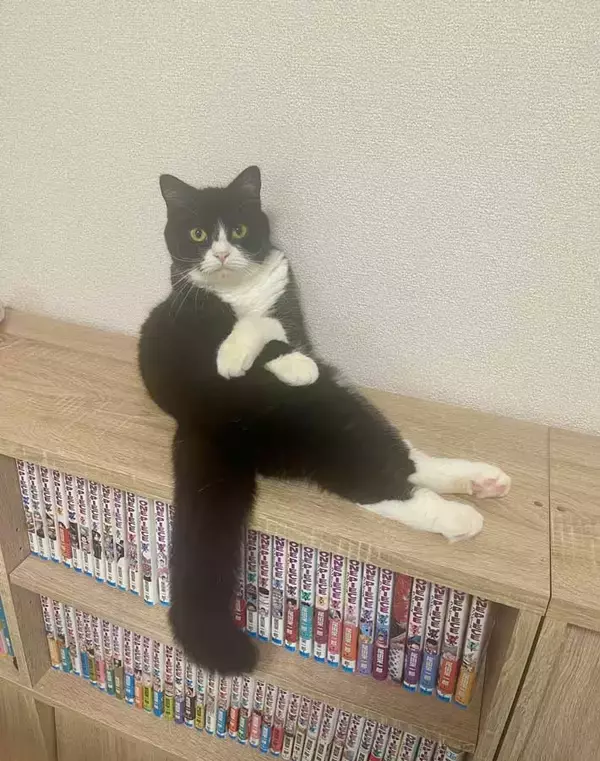 「猫「話を聞こうか」　ベテランカウンセラーのような１枚に「貫禄がすごい」「猫生何年目？」」の画像