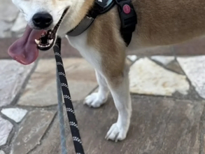 保護動物の未来が変わる？　話題の『推し活支援』サービスが…【独自取材】