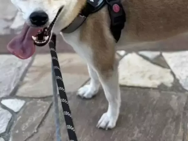 保護動物の未来が変わる？　話題の『推し活支援』サービスが…【独自取材】