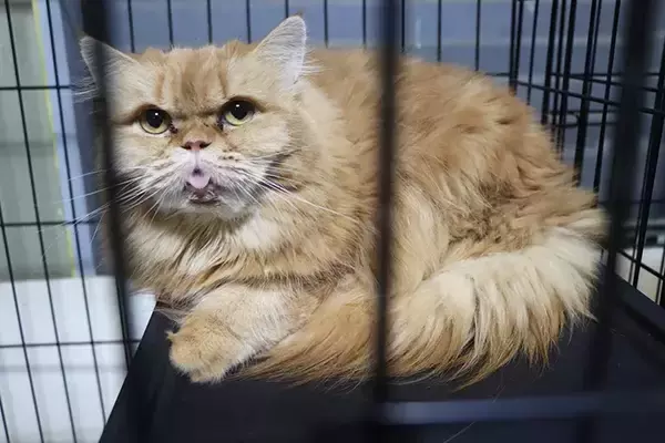 「保護動物の未来が変わる？　話題の『推し活支援』サービスが…【独自取材】」の画像