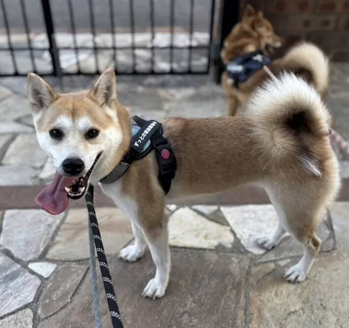 保護動物の未来が変わる？　話題の『推し活支援』サービスが…【独自取材】