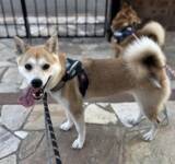 「保護動物の未来が変わる？　話題の『推し活支援』サービスが…【独自取材】」の画像3