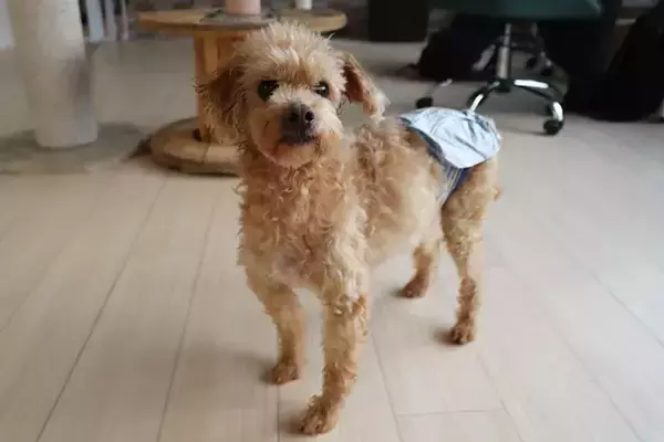 「保護動物の未来が変わる？　話題の『推し活支援』サービスが…【独自取材】」の画像