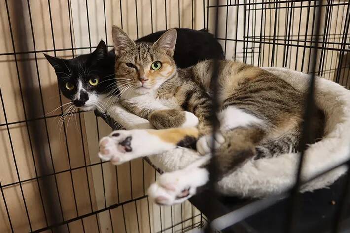 保護動物の未来が変わる？　話題の『推し活支援』サービスが…【独自取材】