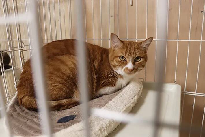 保護動物の未来が変わる？　話題の『推し活支援』サービスが…【独自取材】