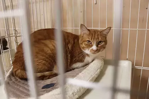 「保護動物の未来が変わる？　話題の『推し活支援』サービスが…【独自取材】」の画像