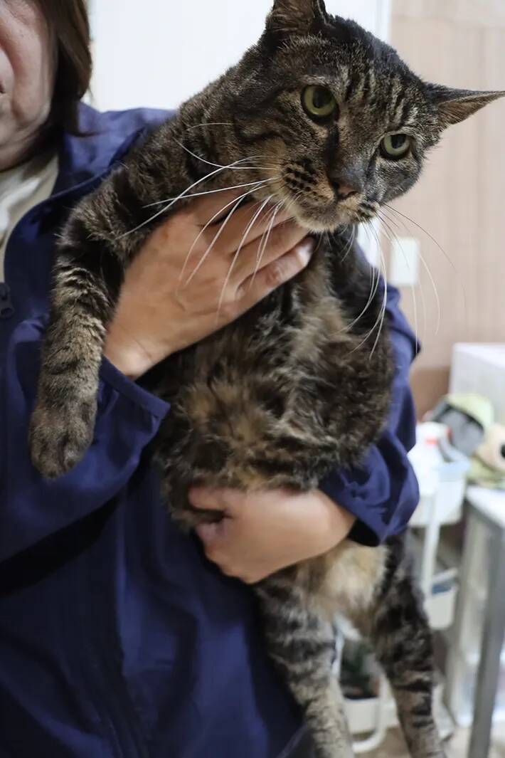 保護動物の未来が変わる？　話題の『推し活支援』サービスが…【独自取材】